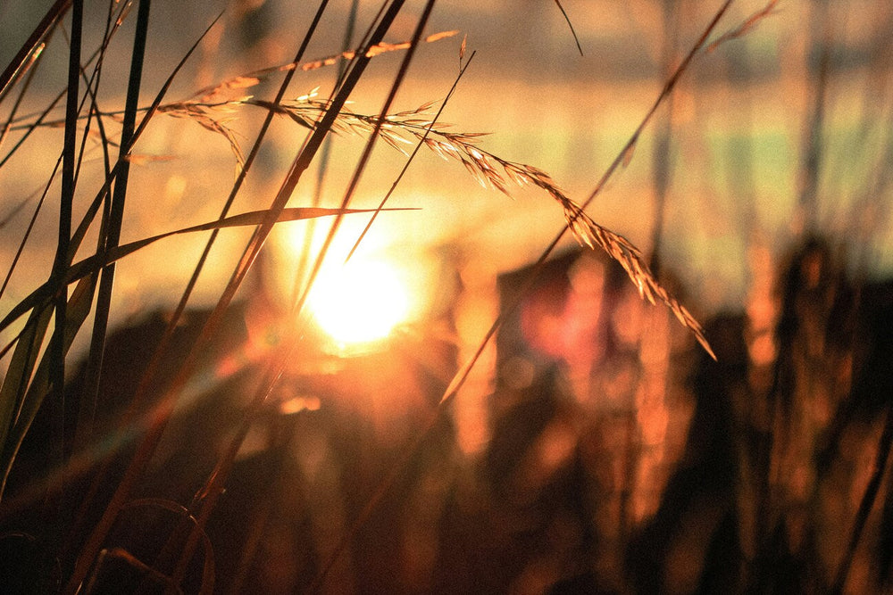 Sunset light shining through tall grass, symbol of hope, calm and recovery after burnout