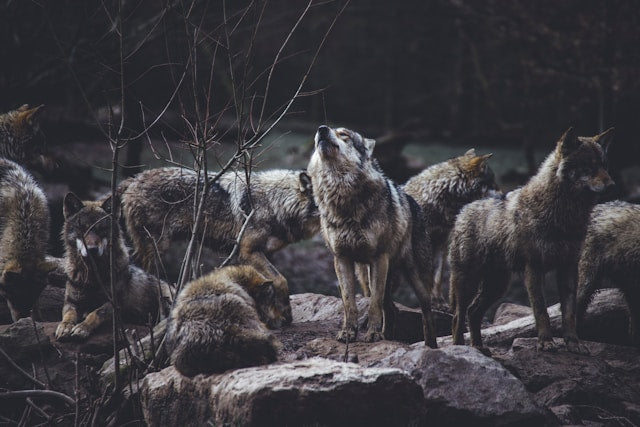 A pack of wolves gathered at night, representing survival, emotional bonds and collective strength during the Wolf Moon.