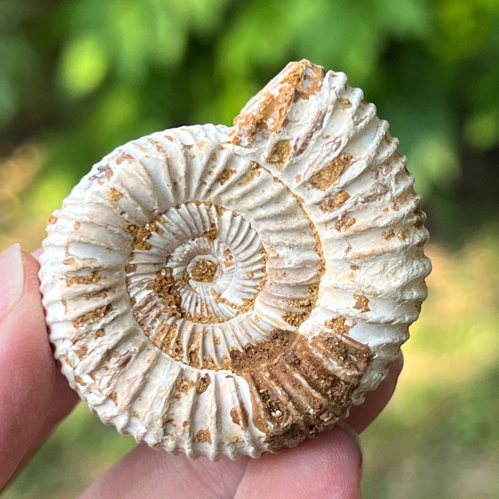 Amonit perisphinctes jurassic, pietre semipretioase - druzy.ro 1 