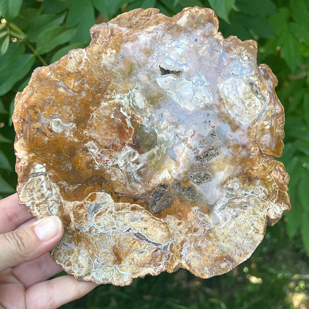 Felie lemn pietrificat | Model XL1, pietre semipretioase - druzy.ro 2 