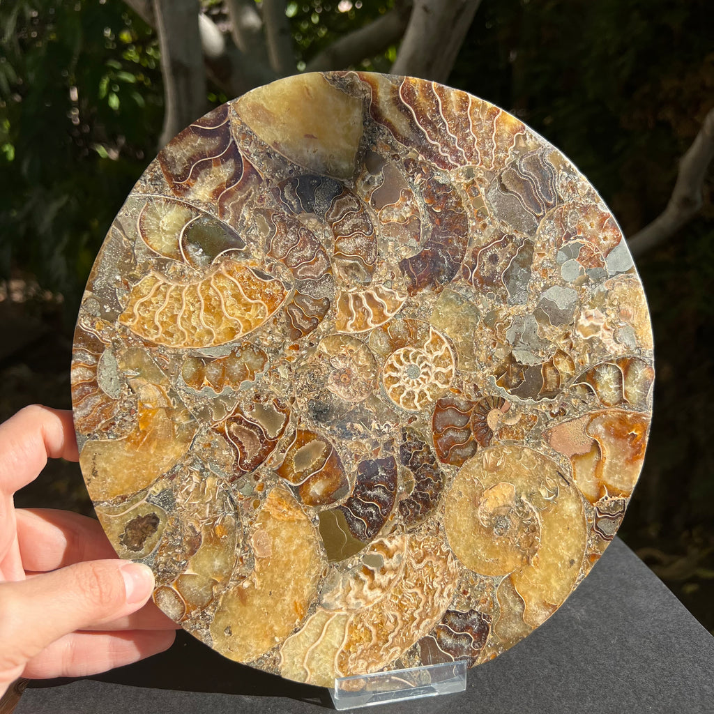 Fosil amonit felie XL 25 cm model 1, druzy.ro, cristale 3
