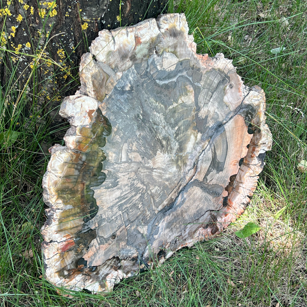 Felie lemn pietrificat | Model XXL1, pietre semipretioase - druzy.ro 2 