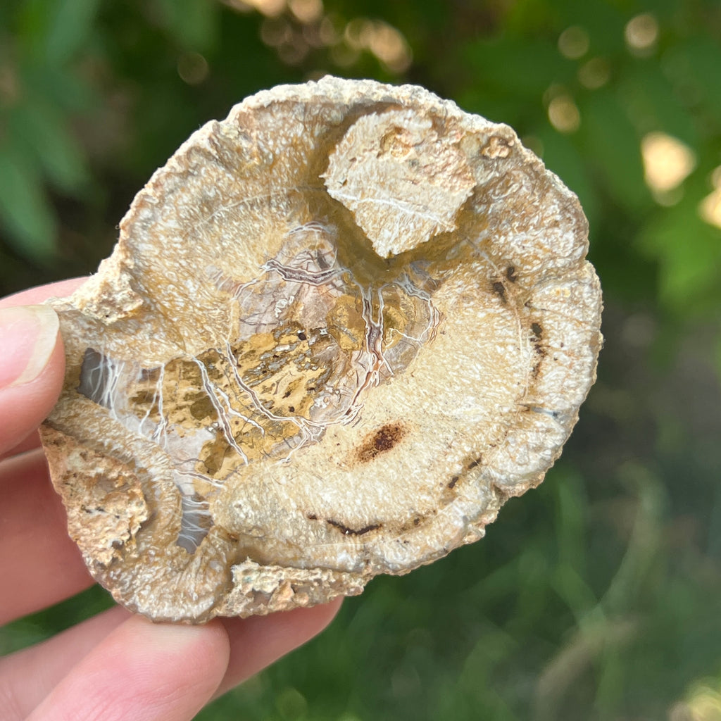 Felie lemn pietrificat | Model 12, pietre semipretioase - druzy.ro 1 