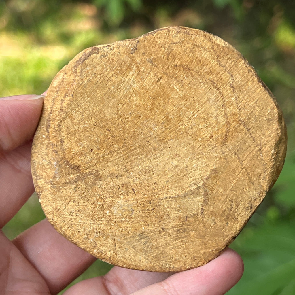 Fosilă Pygurus – Echinoderm Stea de Mare | Model 3, pietre semipretioase - druzy.ro 2 