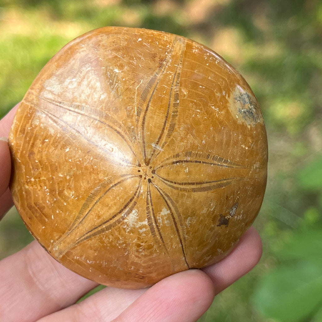 Fosilă Pygurus – Echinoderm Stea de Mare | Model 8, pietre semipretioase - druzy.ro 1 
