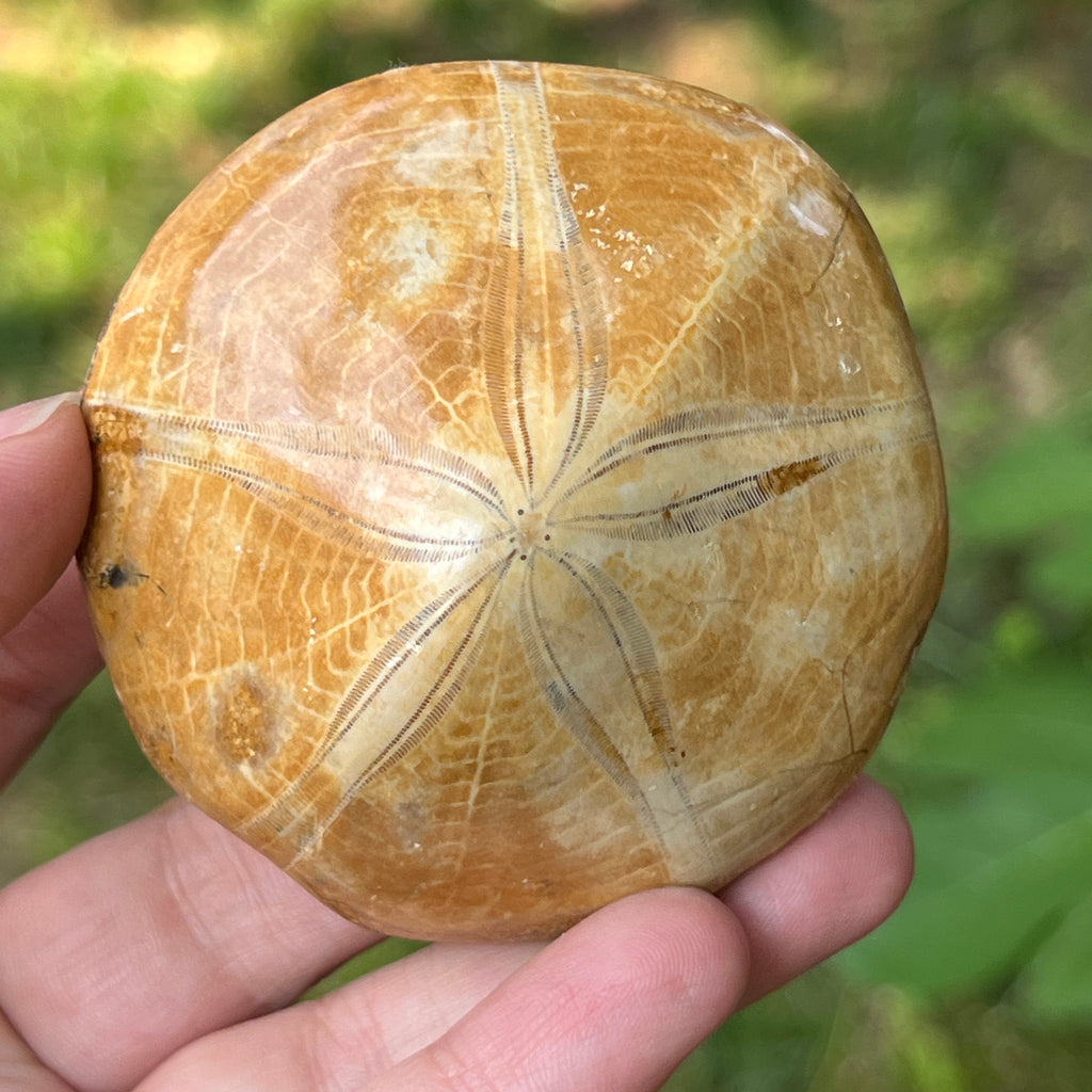 Fosilă Pygurus – Echinoderm Stea de Mare | Model 7, pietre semipretioase - druzy.ro 1 