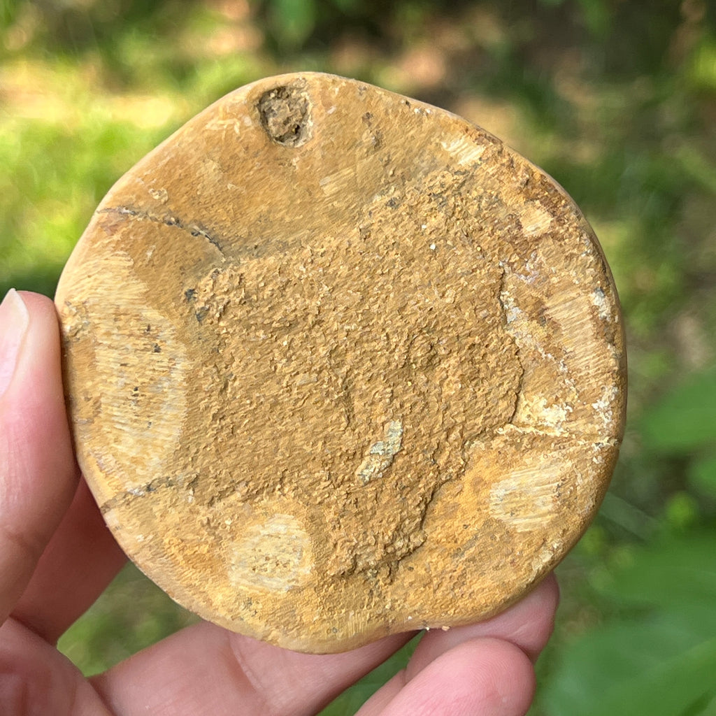 Fosilă Pygurus – Echinoderm Stea de Mare | Model 5, pietre semipretioase - druzy.ro 2 