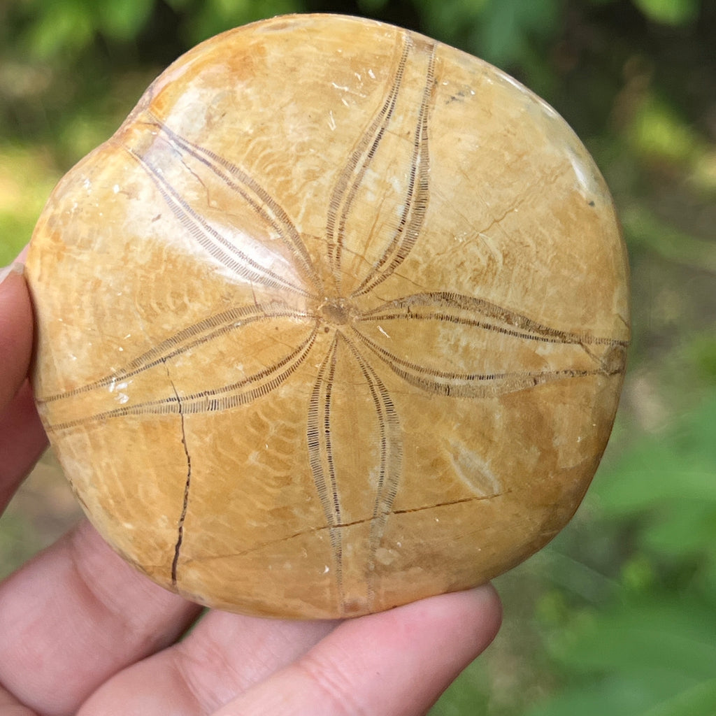 Fosilă Pygurus – Echinoderm Stea de Mare | Model 4, pietre semipretioase - druzy.ro 1 