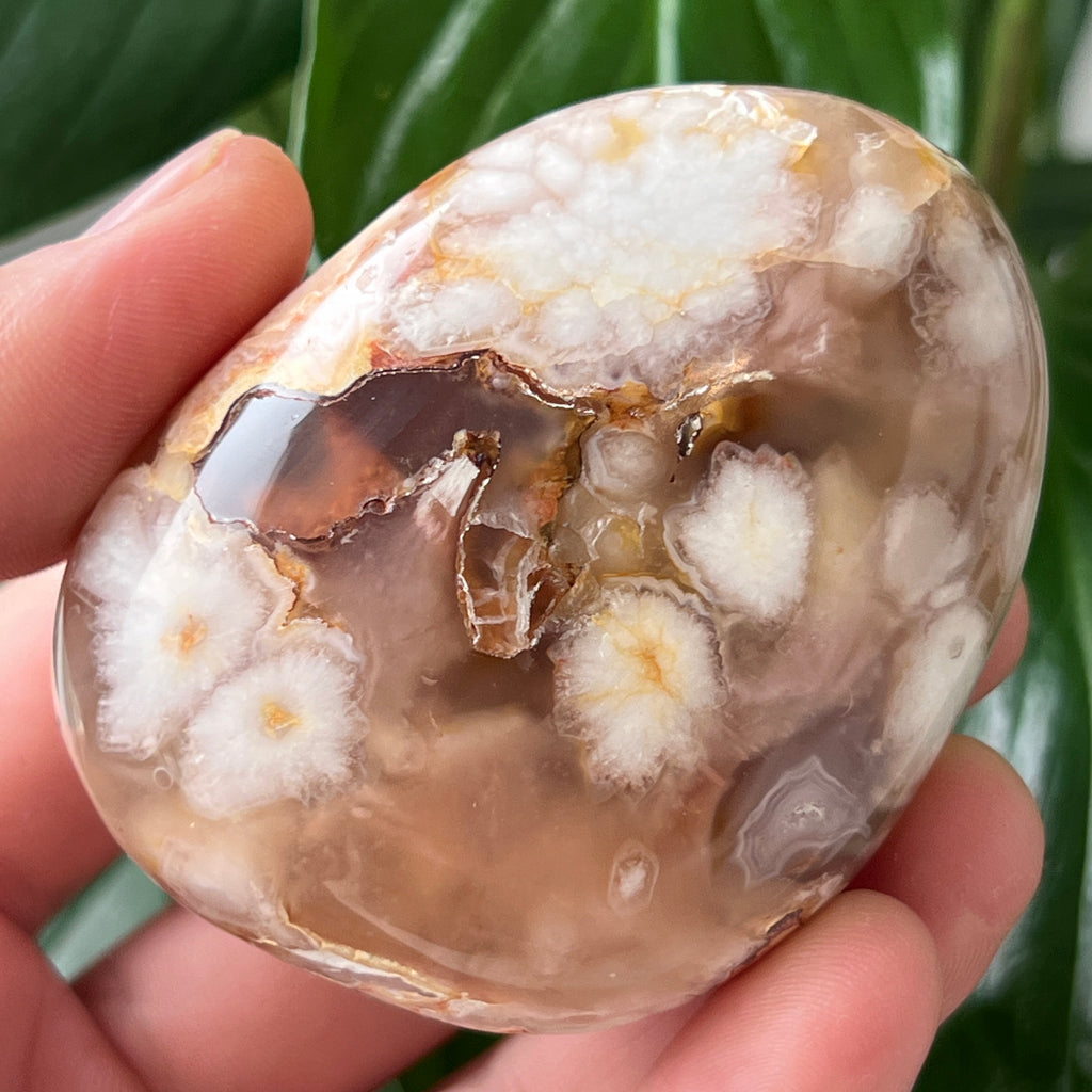 Palmstone agat coral floare rosu m15, pietre semipretioase - druzy.ro 1 