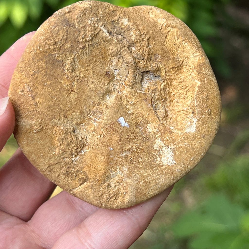 Fosilă Pygurus – Echinoderm Stea de Mare | Model 4, pietre semipretioase - druzy.ro 2 