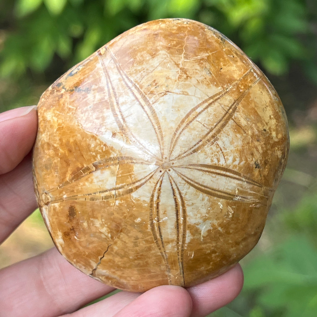 Fosilă Pygurus – Echinoderm Stea de Mare | Model 3, pietre semipretioase - druzy.ro 1 