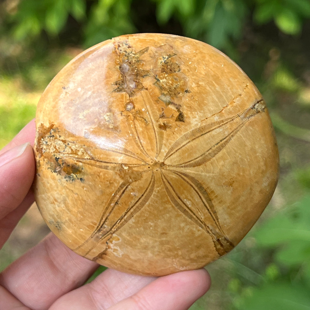 Fosilă Pygurus – Echinoderm Stea de Mare | Model 5, pietre semipretioase - druzy.ro 1 