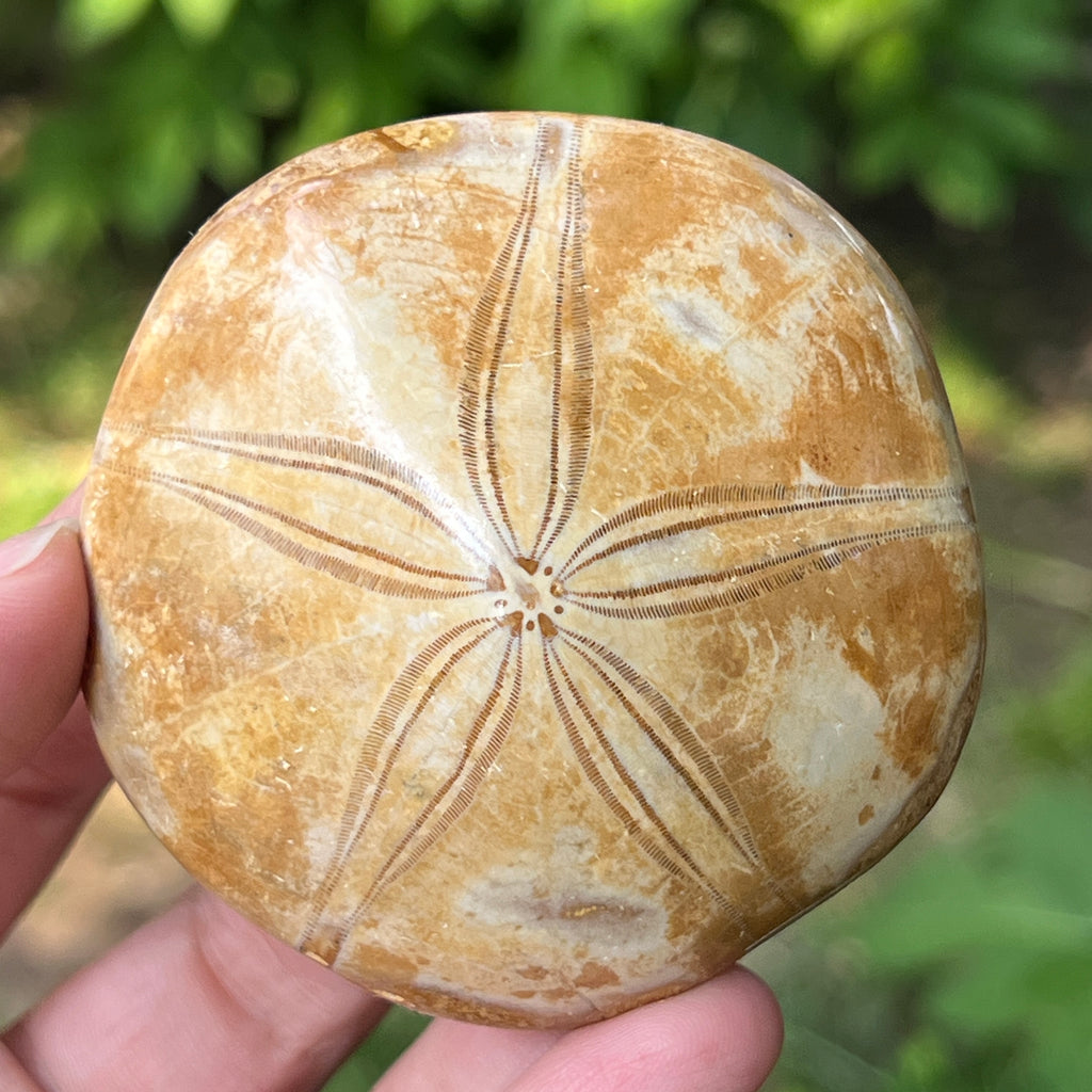 Fosilă Pygurus – Echinoderm Stea de Mare | Model 2, pietre semipretioase - druzy.ro 1 