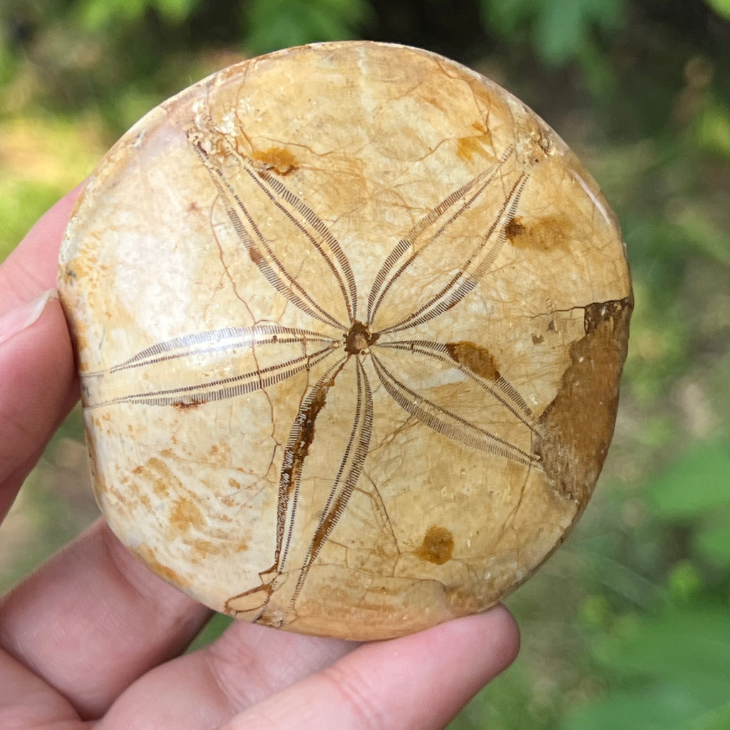 Fosilă Pygurus – Echinoderm Stea de Mare | Model 6, pietre semipretioase - druzy.ro 1 