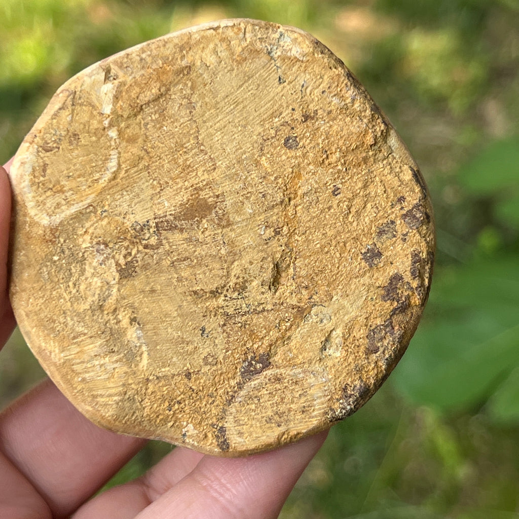Fosilă Pygurus – Echinoderm Stea de Mare | Model 7, pietre semipretioase - druzy.ro 2 