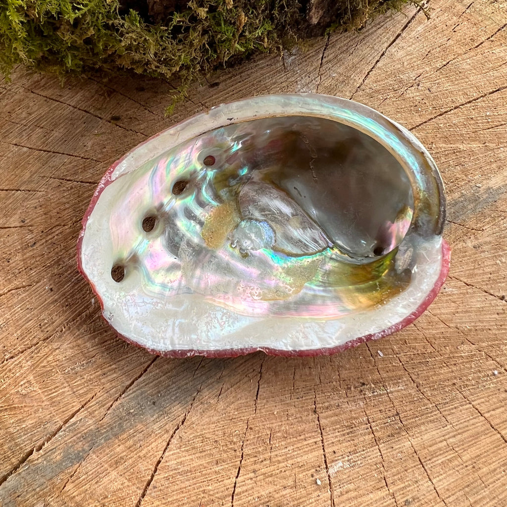 Scoica abalone suport ardere ierburi 7-9 cm, druzy.ro, cristale 1